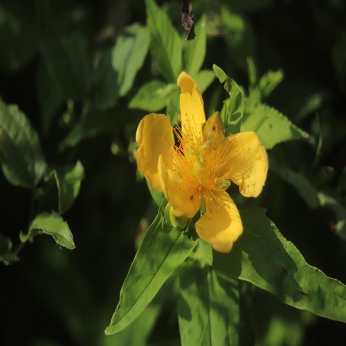 トモエソウの花