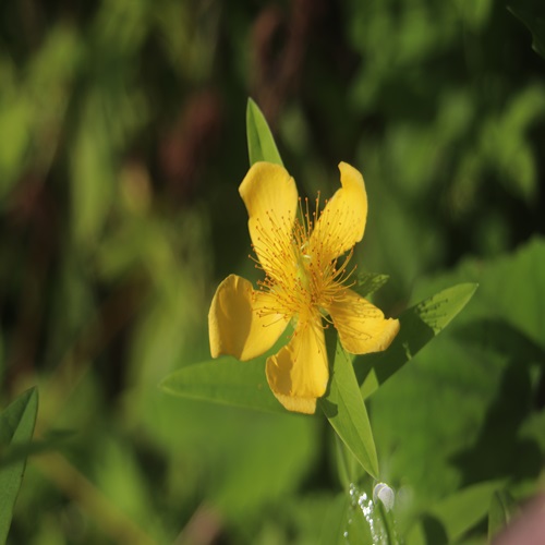 トモエソウの花