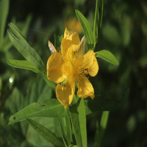 トモエソウの花