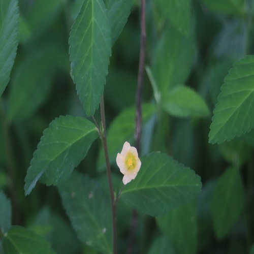 キンゴジカの花