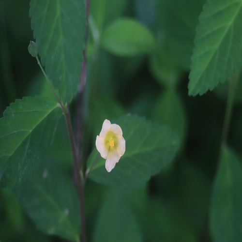 キンゴジカの花