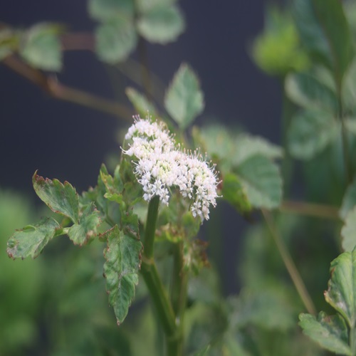 セリの花