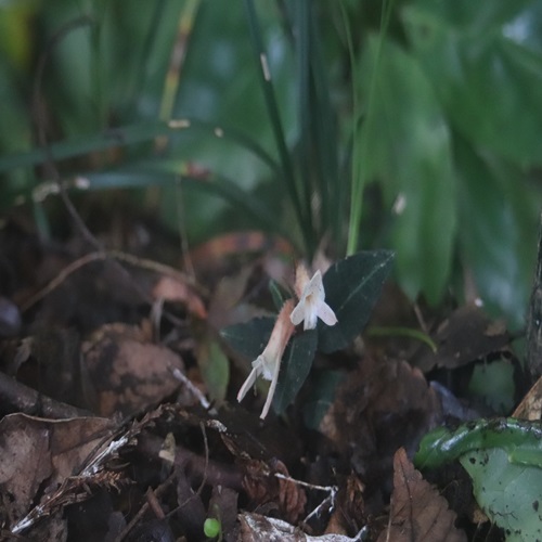 ベニシュスランの花