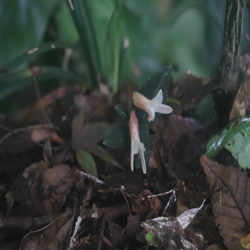 ベニシュスランの花