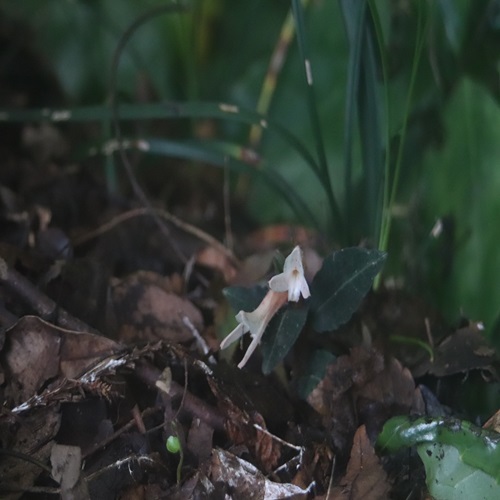 ベニシュスランの花