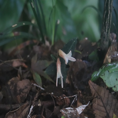 ベニシュスランの花