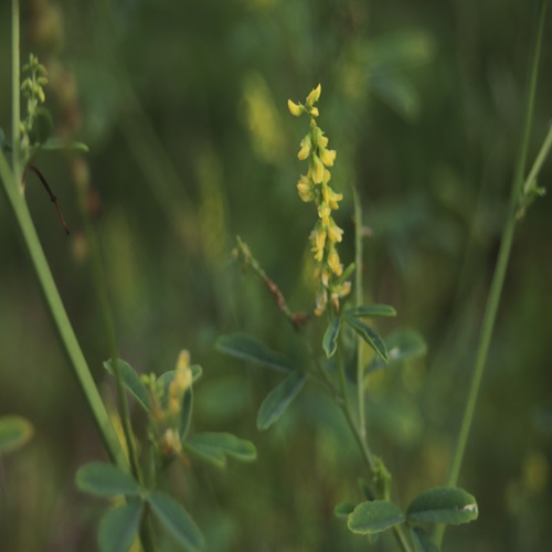 シナガワハギの花