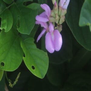 ハマナタマメの花