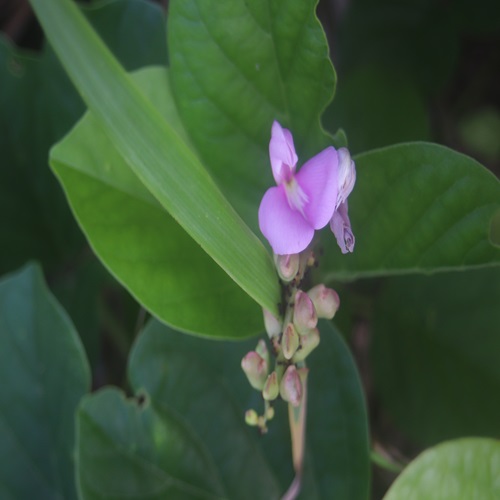 ハマナタマメの花