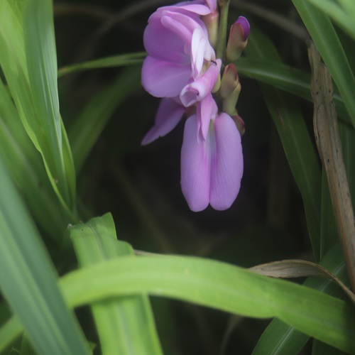 ハマナタマメの花