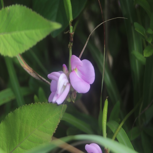 ハマナタマメの花