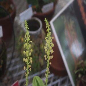 シマホザキランの花