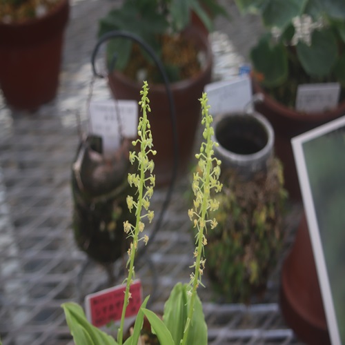 シマホザキランの花