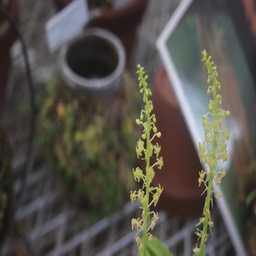 シマホザキランの花
