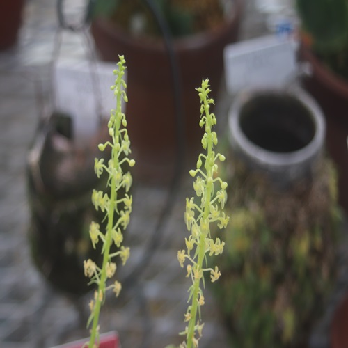 シマホザキランの花