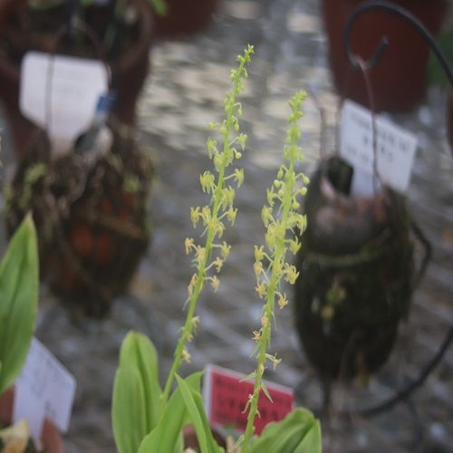シマホザキランの花