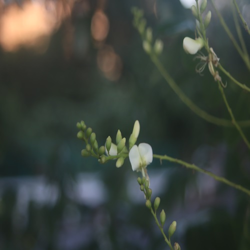 エンジュの花