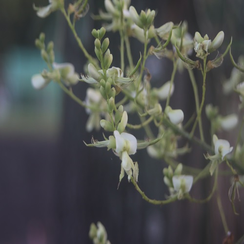 エンジュの花