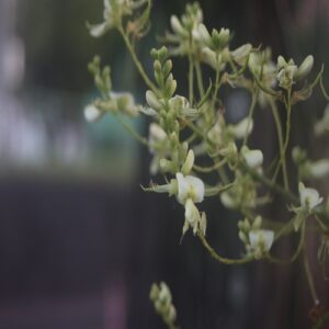エンジュの花