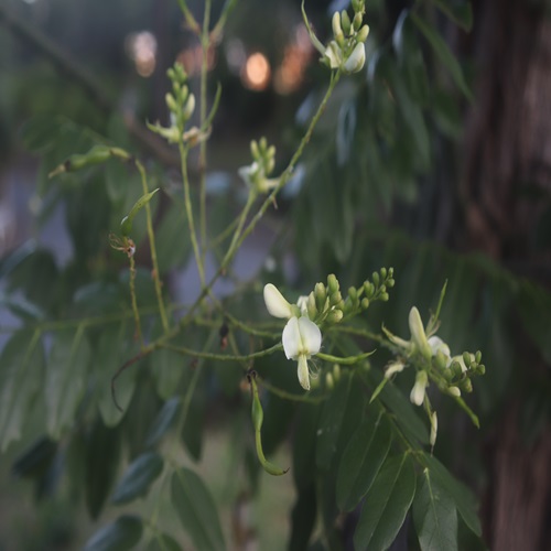 エンジュの花
