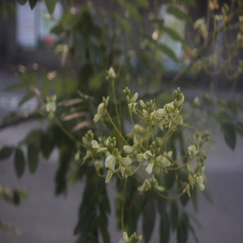 エンジュの花