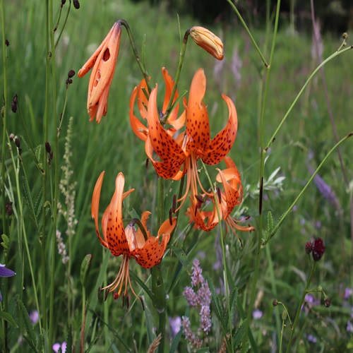 コオニユリの花