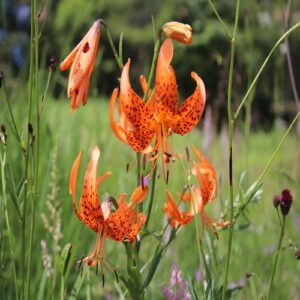 コオニユリの花