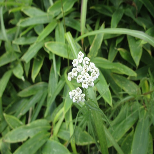 ノコギリソウの花