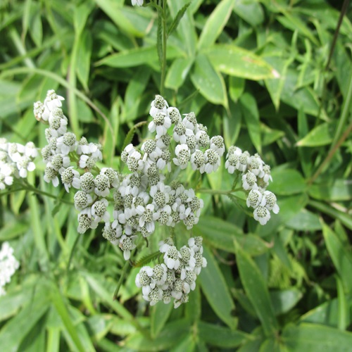 ノコギリソウの花