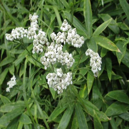 ノコギリソウの花