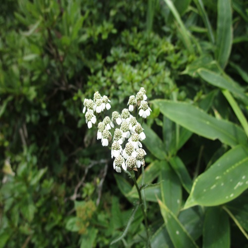 ノコギリソウの花