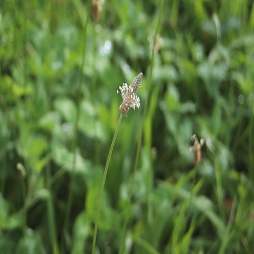 ヘラオオバコの花