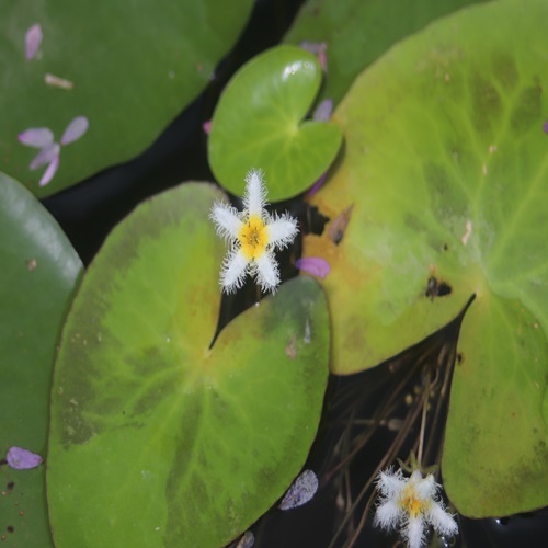 ガガブタの花