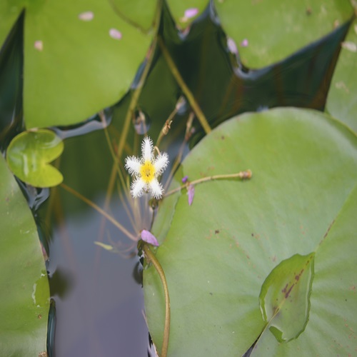 ガガブタの花