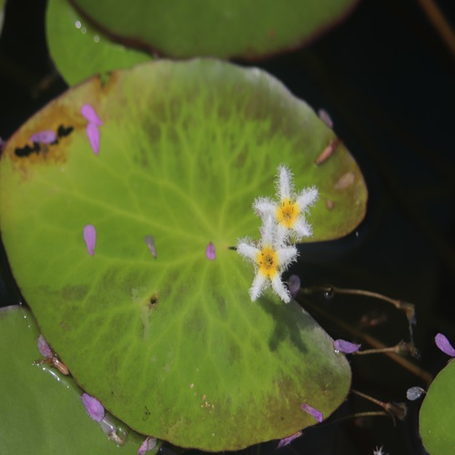 ガガブタの花