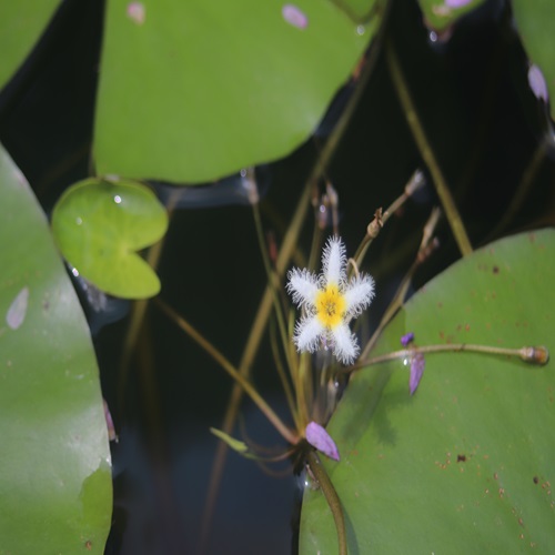 ガガブタの花