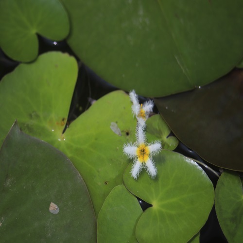 ガガブタの花
