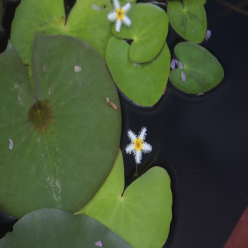ガガブタの花