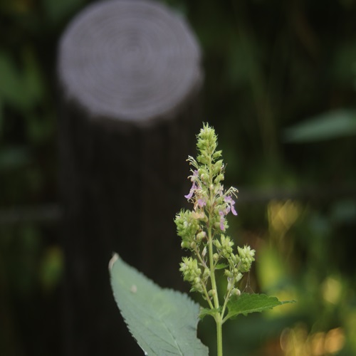 ニガクサの花