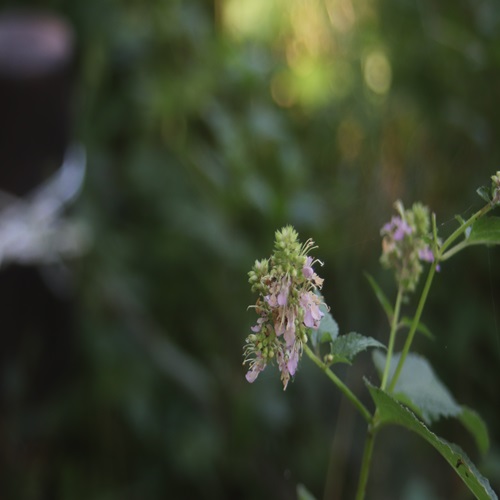 ニガクサの花