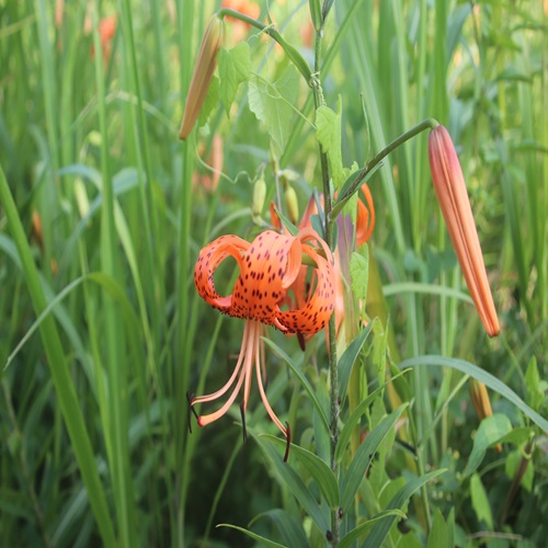 オニユリの花