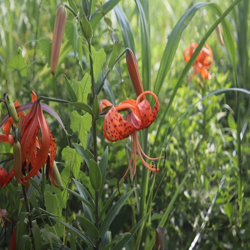 オニユリの花