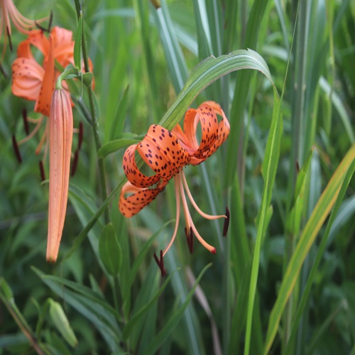 オニユリの花