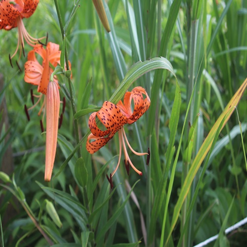 オニユリの花