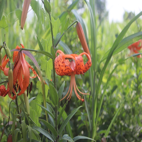オニユリの花