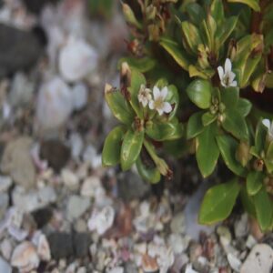 ハマボッスの花