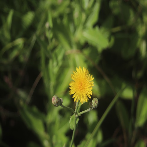 ハチジョウナの花