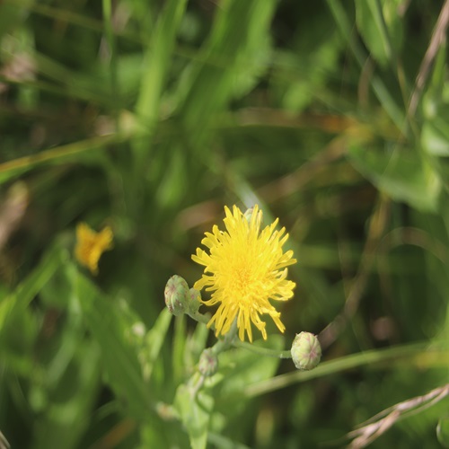 ハチジョウナの花