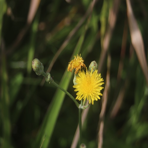 ハチジョウナの花