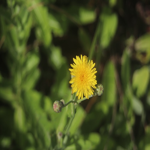 ハチジョウナの花